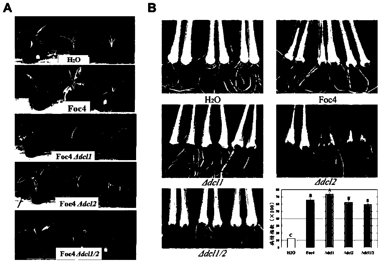 A dcl gene deletion mutant of Fusarium wilt of banana and its small RNA in race 4