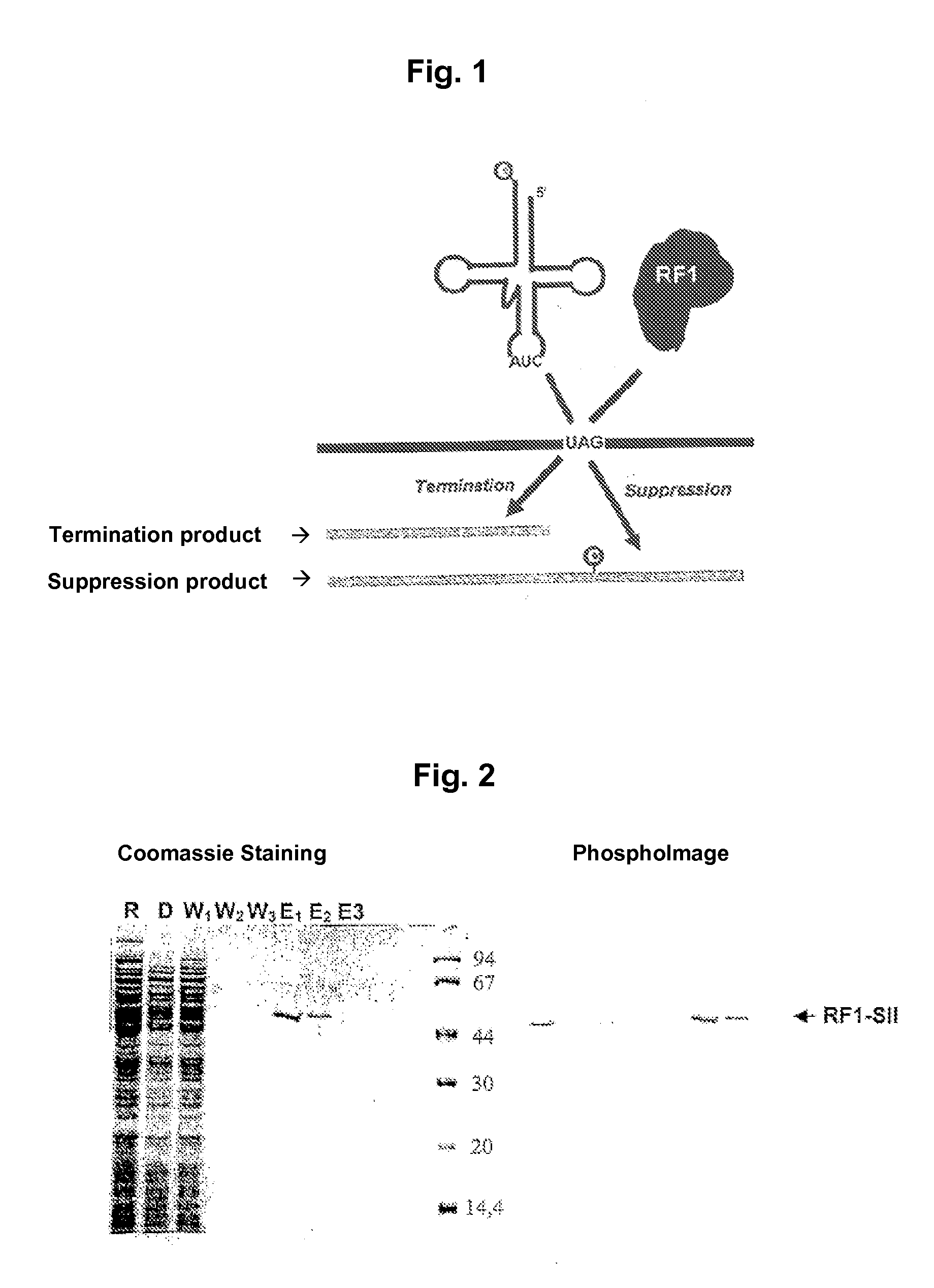 Method for the production of a lysate used for cell-free protein biosyntheses