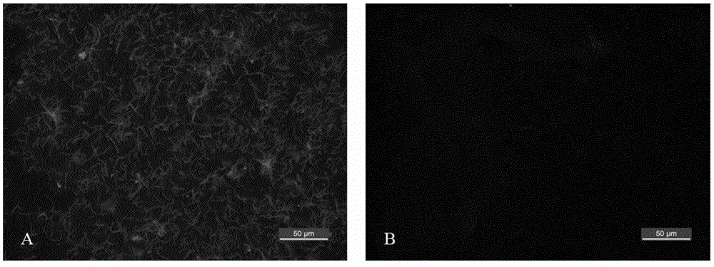 B.garinii polyclonal antibody and application