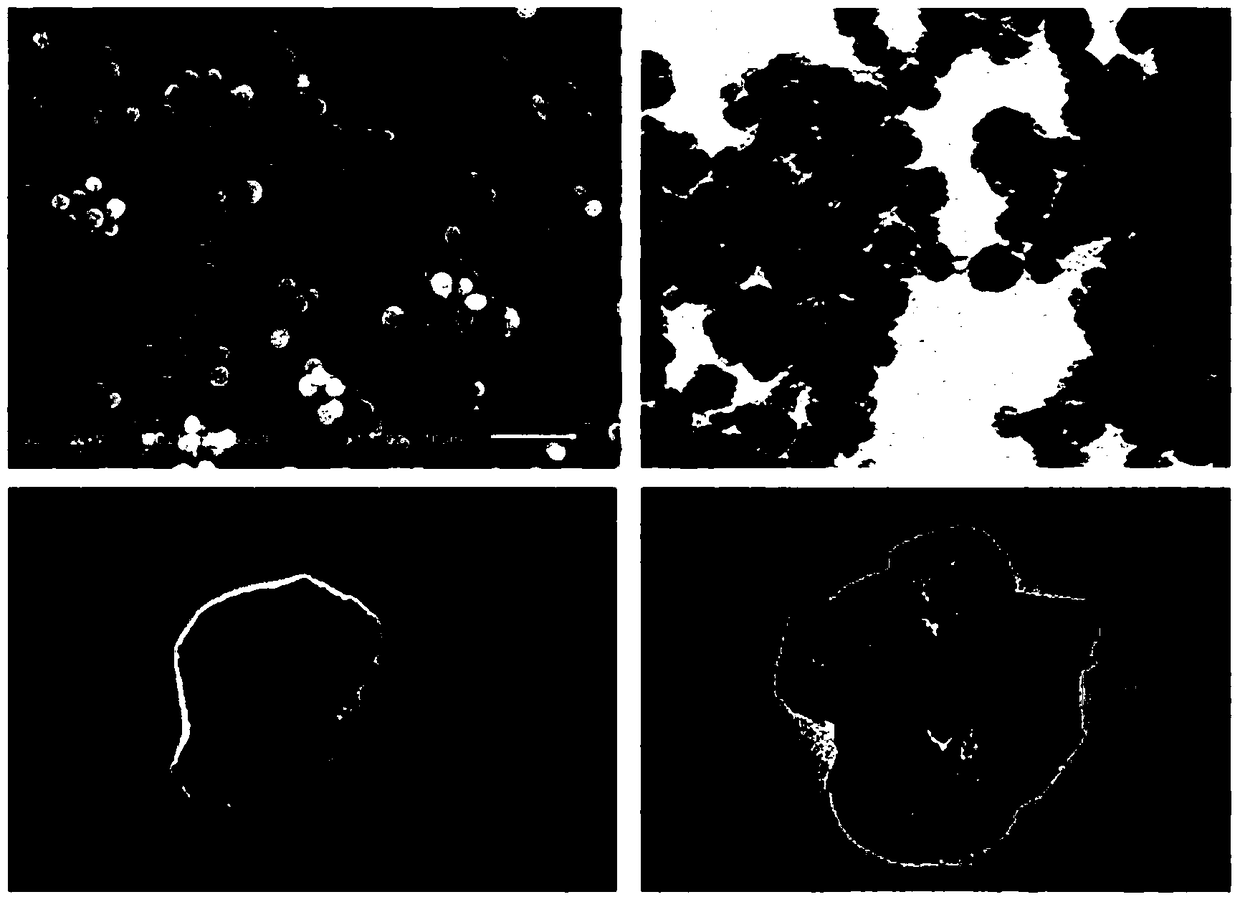 A preparation method of supramolecular capsules with multiple stimulating drug release and MRI imaging capabilities