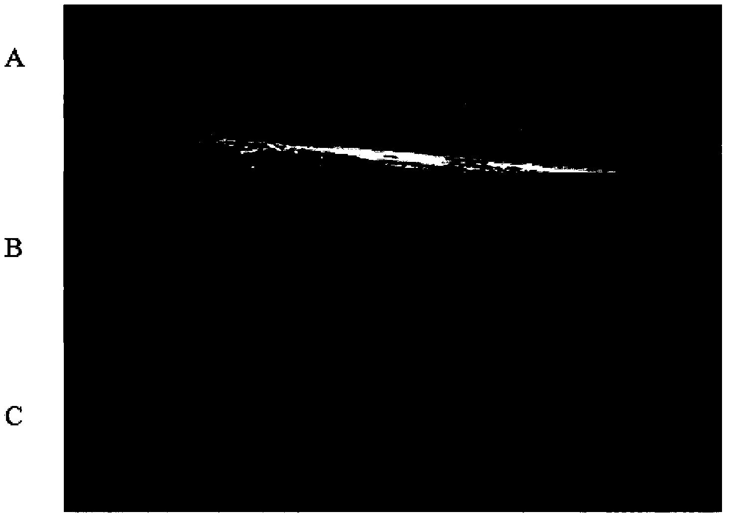 Method for transient expression of wheat leaf single cell based on efficient gene gun conversion and application of method