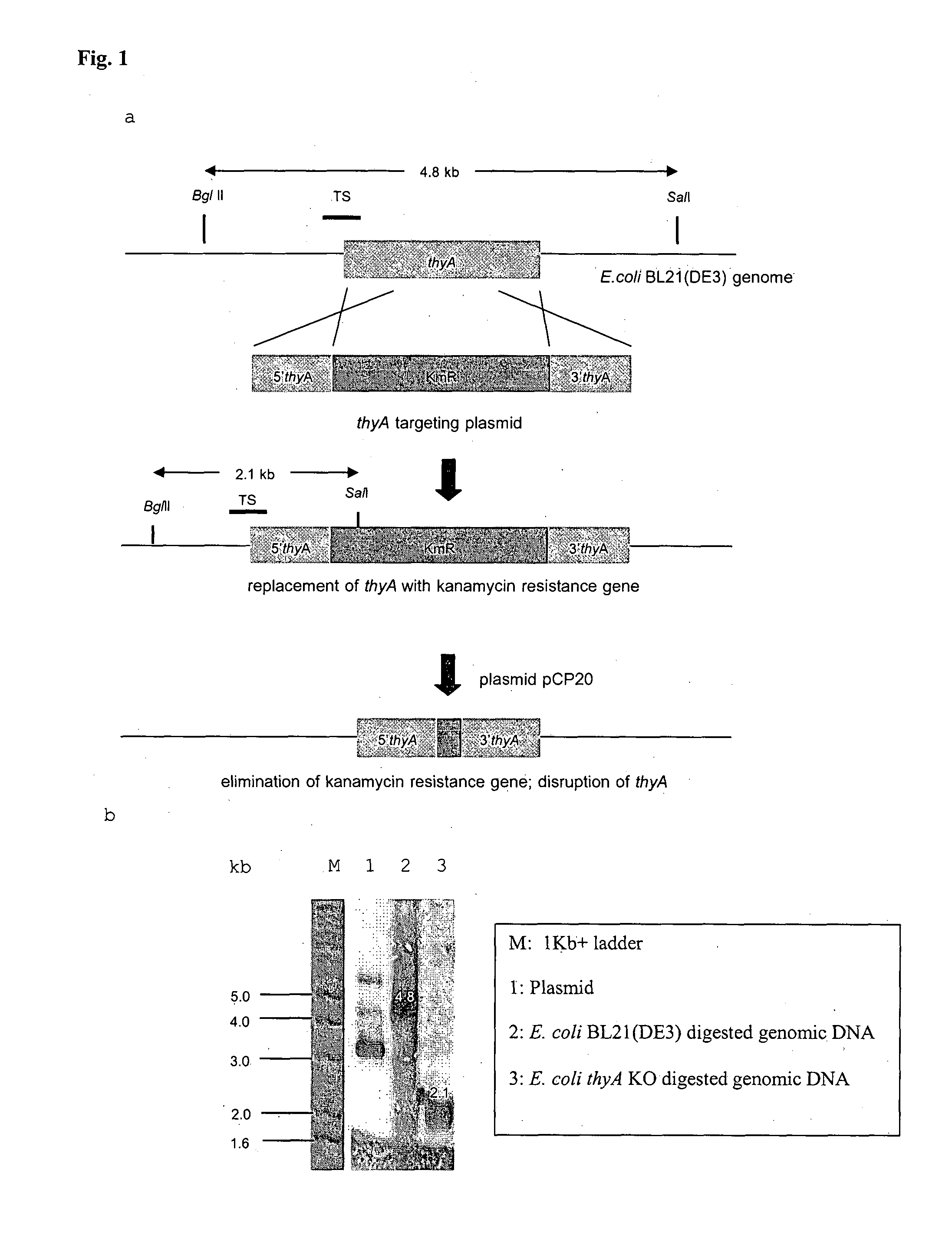 BACTERIAL SURROGATE FOR TESTING OF ANTIMALARIALS: thyA KNOCKOUT AND folA KNOCKOUT BACTERIA FOR TESTING OF INHIBITION OF MALARIAL DIHYDROFOLATE REDUCTASE-THYMIDYLATE SYNTHASE