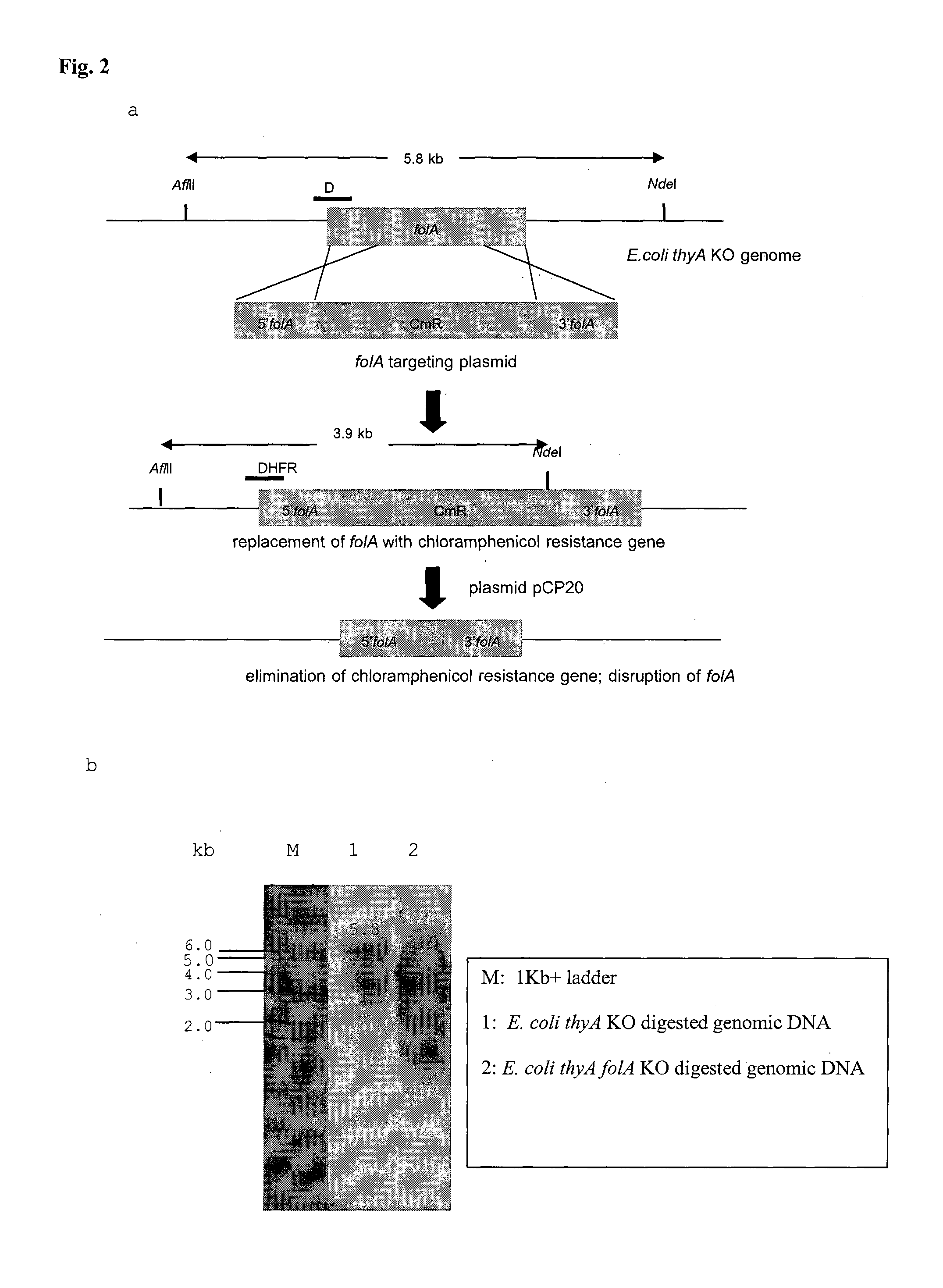 BACTERIAL SURROGATE FOR TESTING OF ANTIMALARIALS: thyA KNOCKOUT AND folA KNOCKOUT BACTERIA FOR TESTING OF INHIBITION OF MALARIAL DIHYDROFOLATE REDUCTASE-THYMIDYLATE SYNTHASE