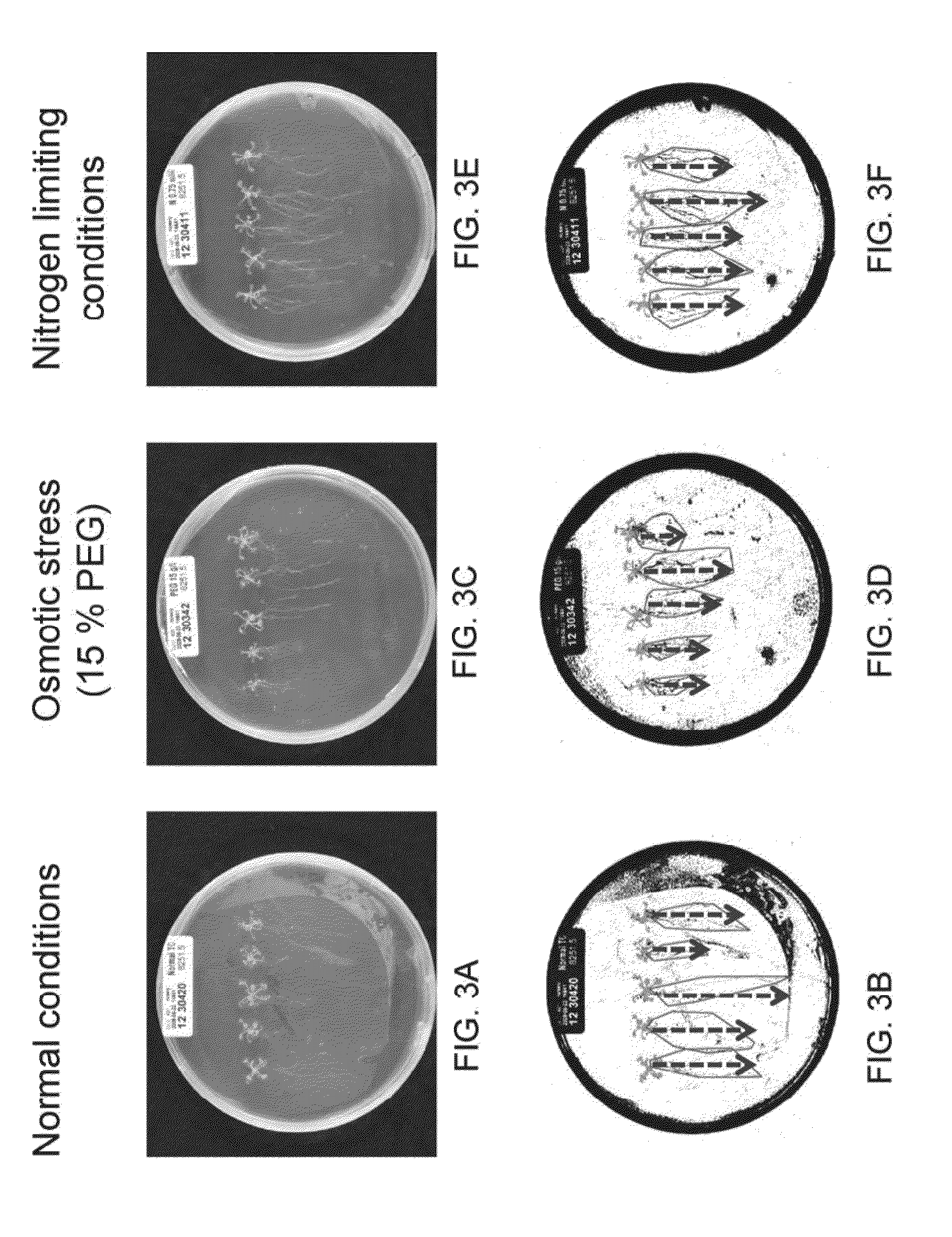 Isolated polynucleotides and polypeptides, and methods of using same for increasing nitrogen use efficiency of plants