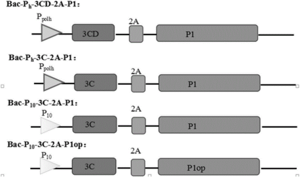 Recombinant baculovirus vector, virus like particle, preparation method and use