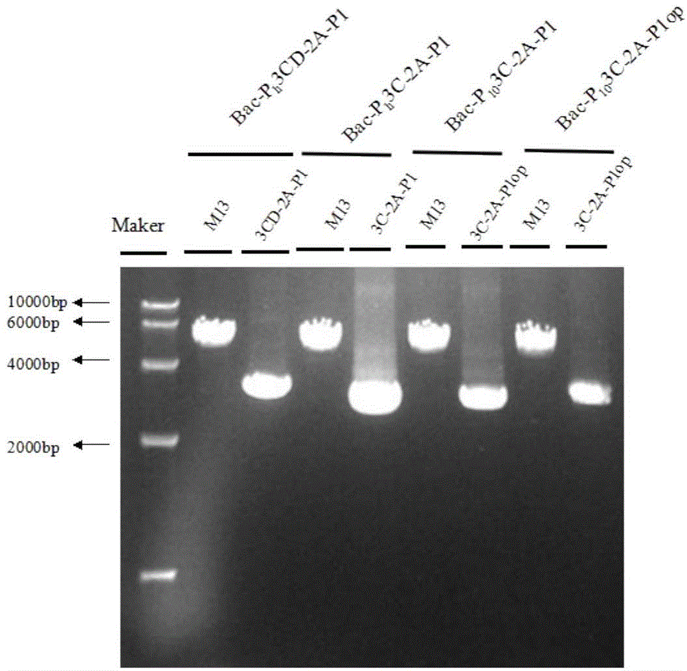 Recombinant baculovirus vector, virus like particle, preparation method and use