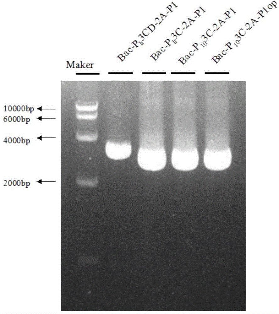 Recombinant baculovirus vector, virus like particle, preparation method and use