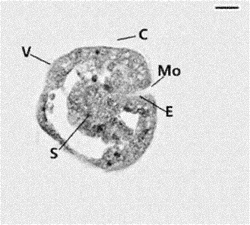 Paraffin sectioning method for ocean shellfish D-shaped larva