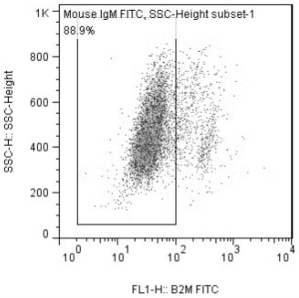 Human iPS cell gene editing and screening method