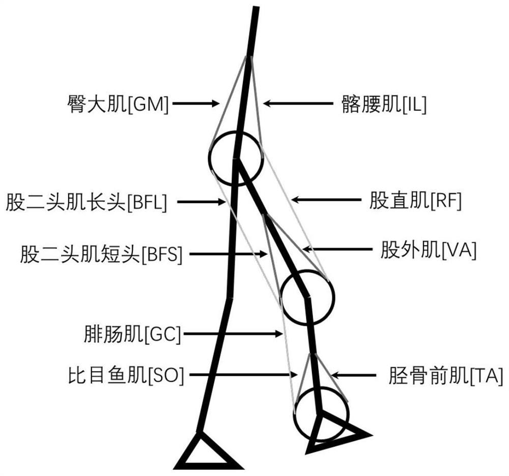 Flexible exoskeleton robot control method and system based on muscle coordination theory