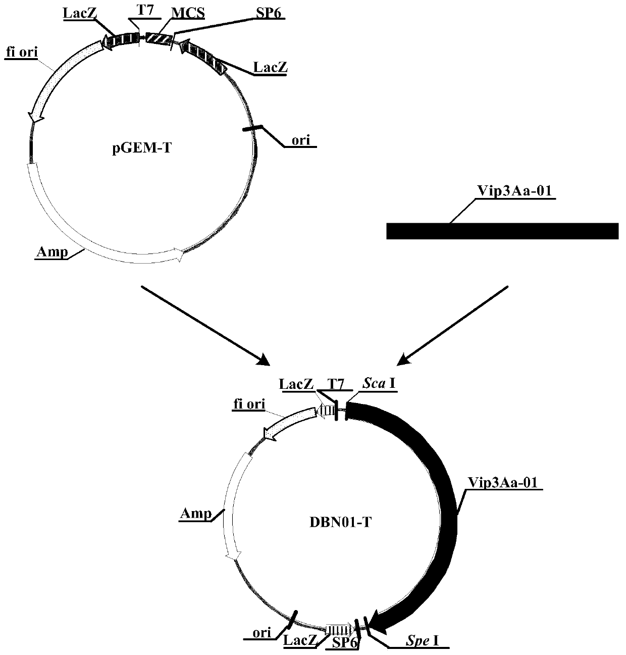 Application of insecticidal protein