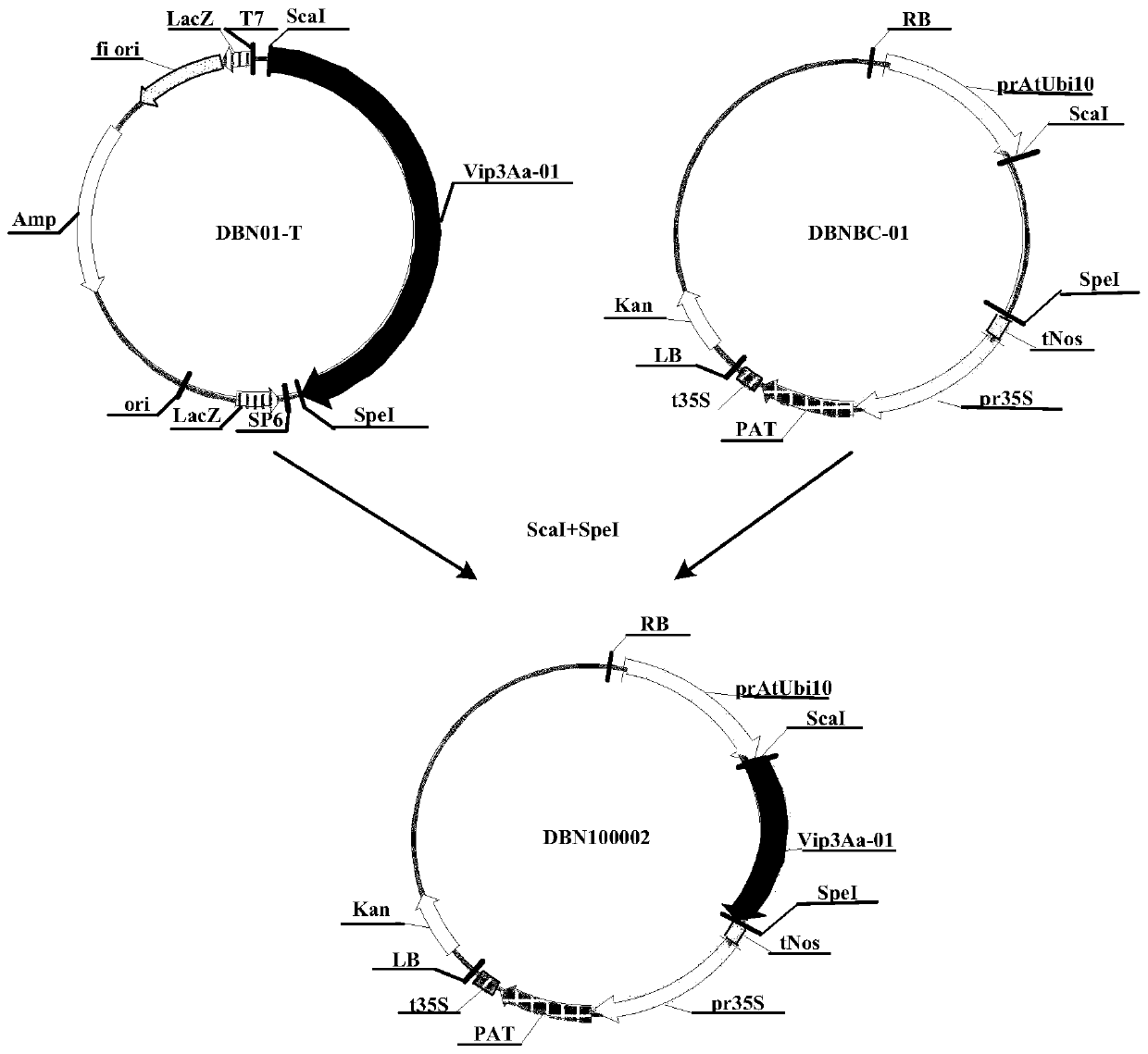 Application of insecticidal protein