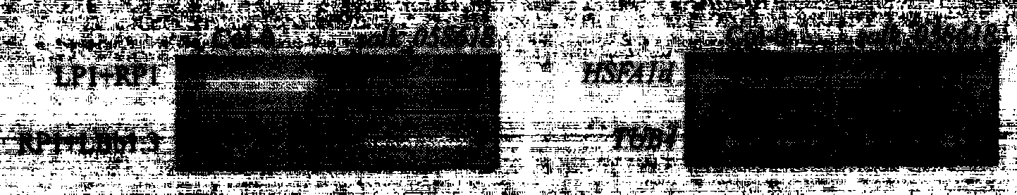 Heat-shock transcription factor gene AtHSFA1d, and coding protein and application thereof