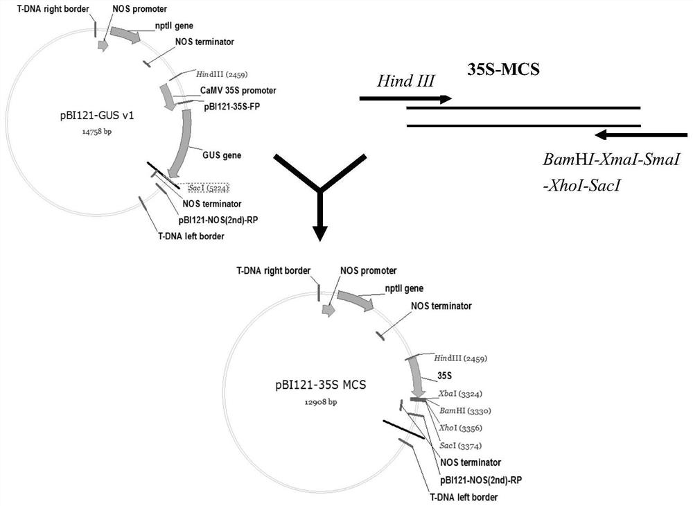 Ectopic expression vector and its application in improving plant vegetative tissue oil content