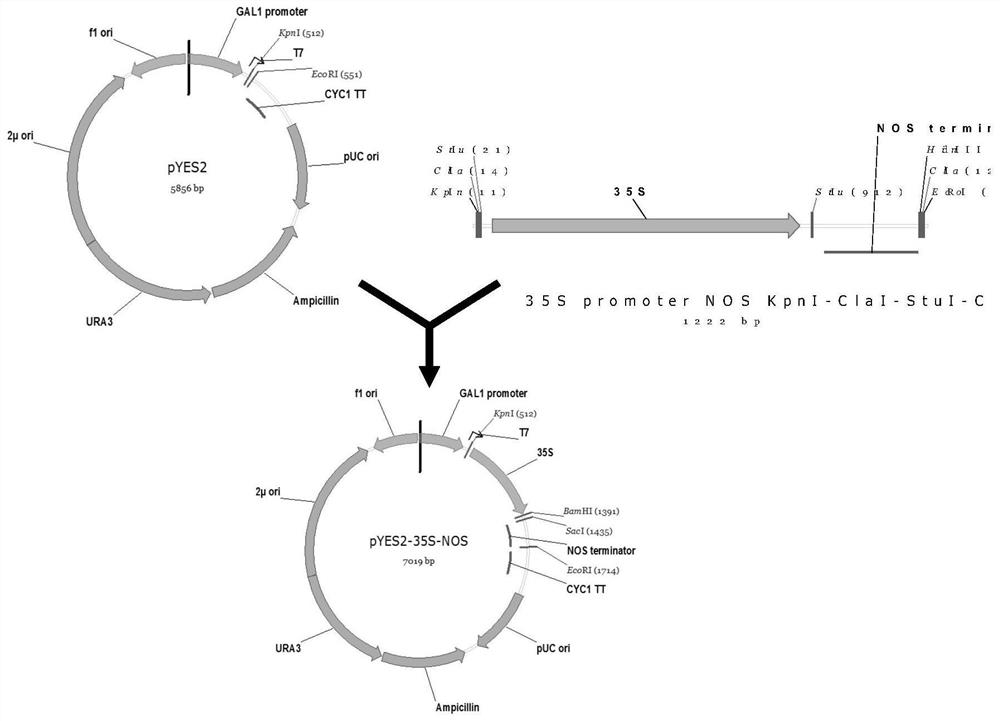 Ectopic expression vector and its application in improving plant vegetative tissue oil content