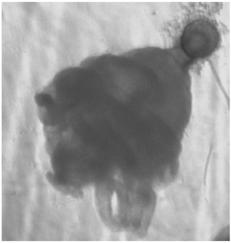 Detection method of marine jellyfish polyps by whole-body in situ hybridization