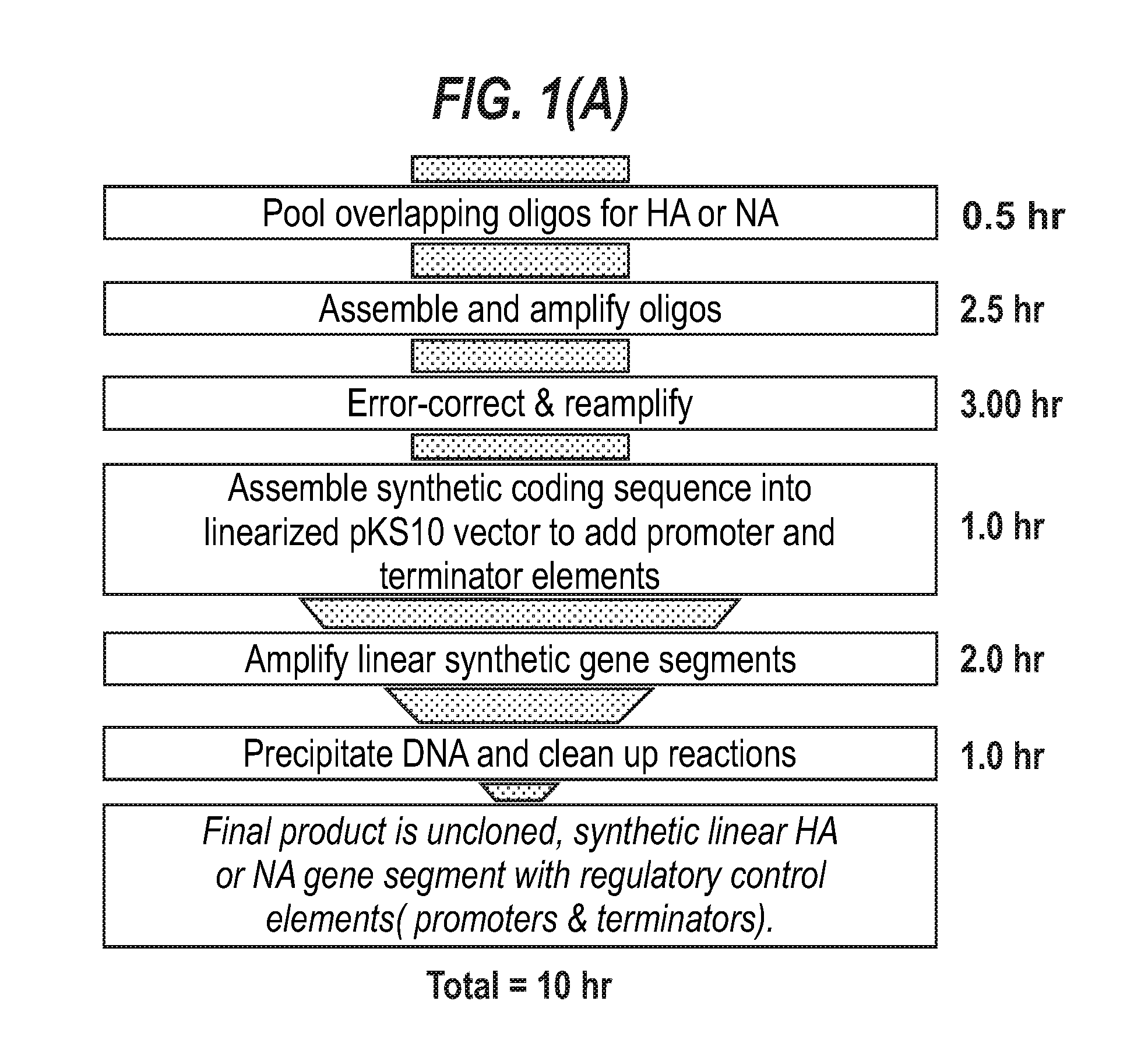 Influenza virus reassortment