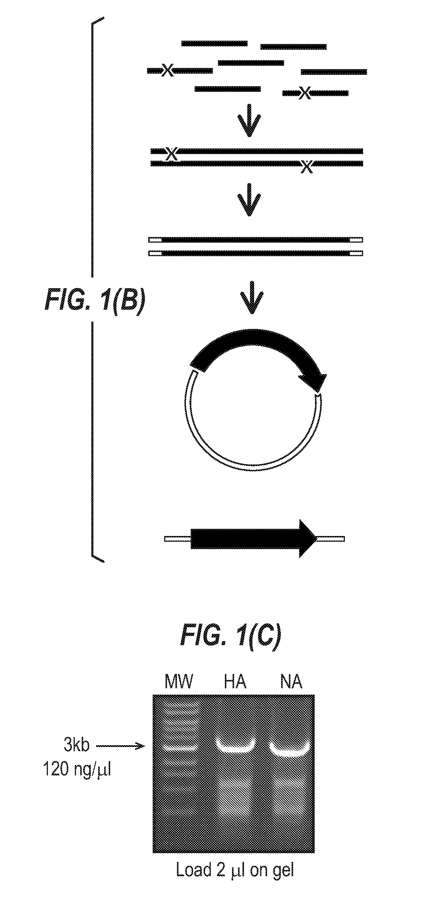 Influenza virus reassortment