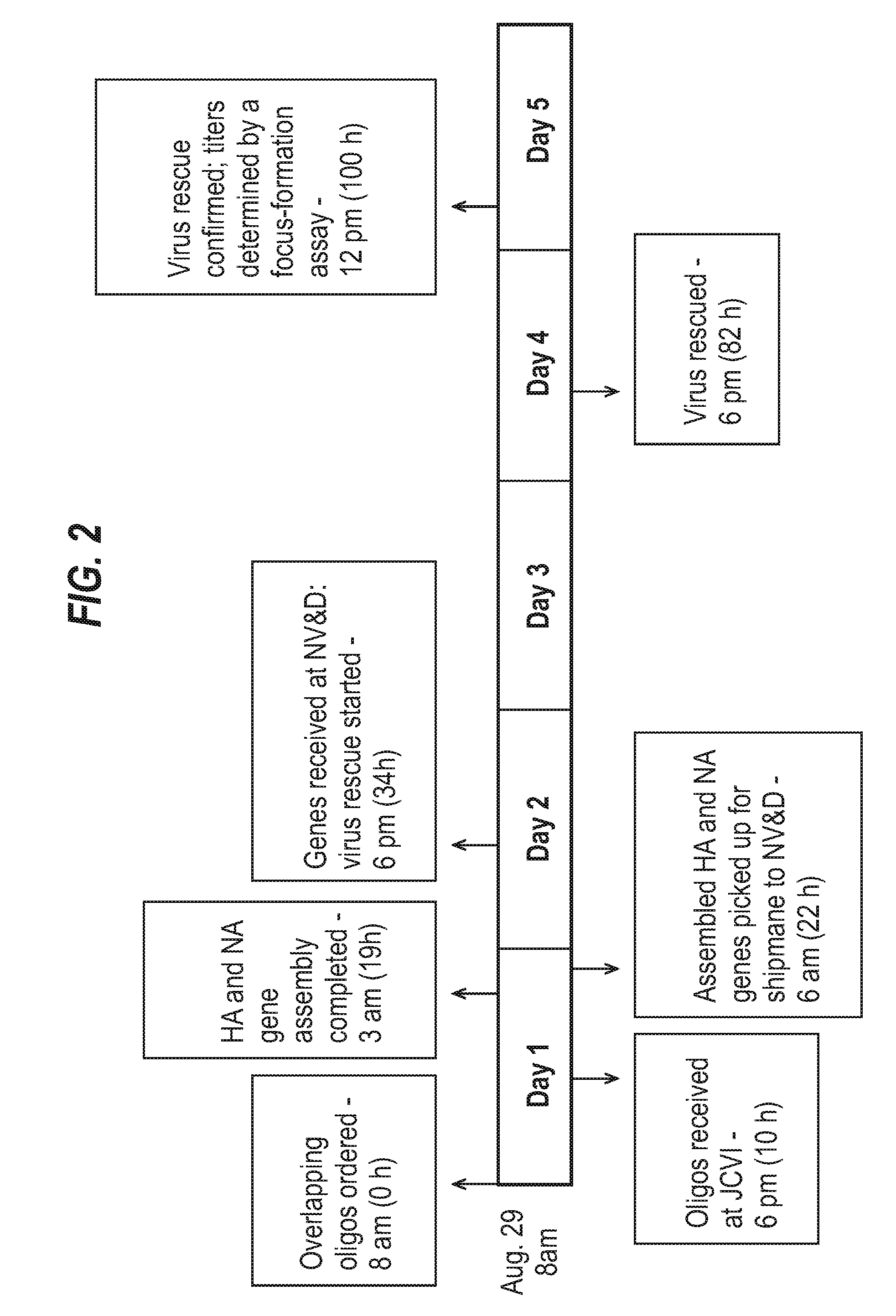 Influenza virus reassortment