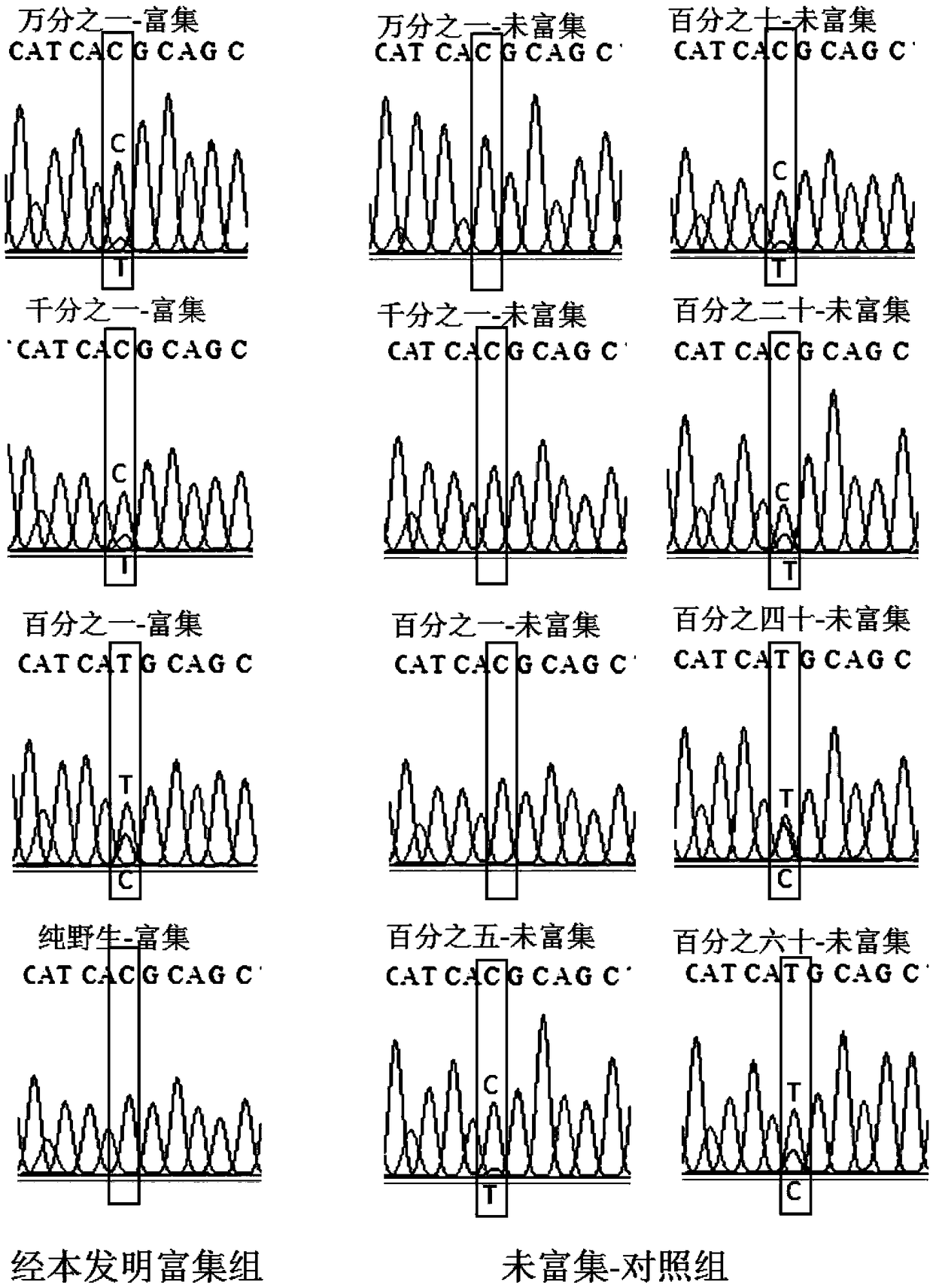 Loop type enrichment detection primer of low-abundance mutation DNA and application thereof