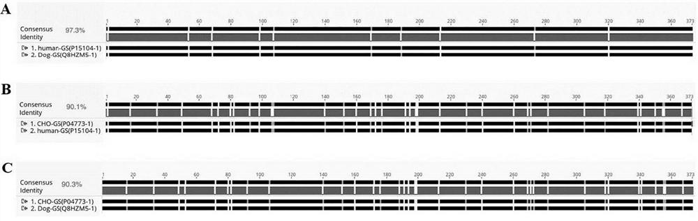 A kind of glutamine synthetase mutant and its application