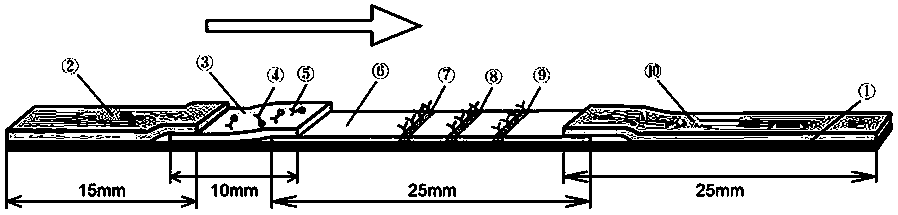 Magnetic immunochromatographic test strip capable of quantitatively detecting CEA and CA19-9 in blood simultaneously and preparation method