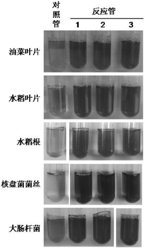 A method for measuring the activity of acetolactate synthase by using acetolactate decarboxylase to catalyze decarboxylation and its application