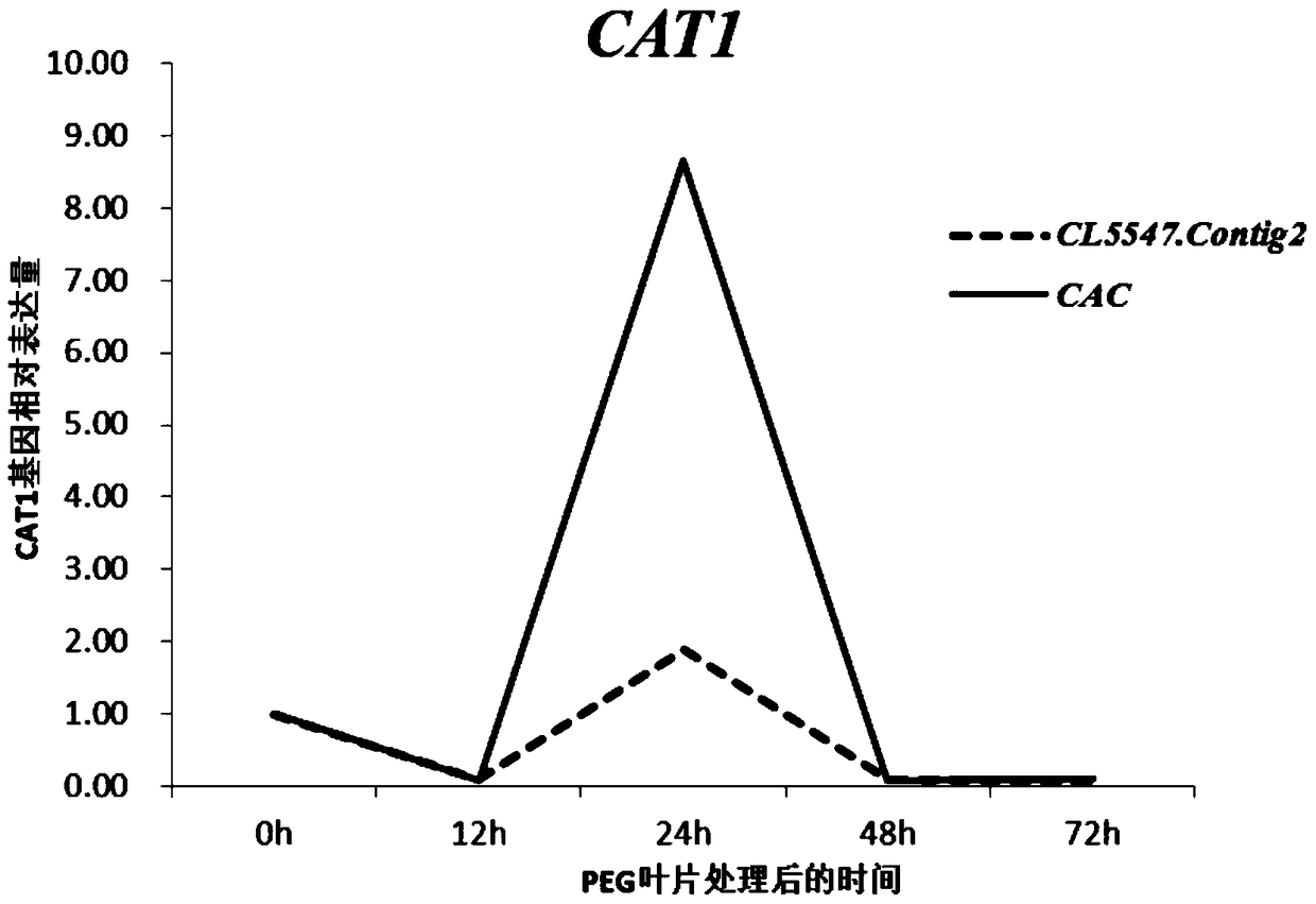 Application of cl5547.contig2 gene as an internal reference gene in real-time fluorescent quantitative PCR analysis of pumpkin gene expression