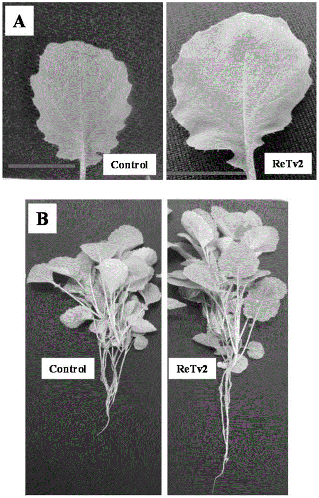 A rapeseed endogenous Trichoderma dark green retv2 strain and its preparation method and application