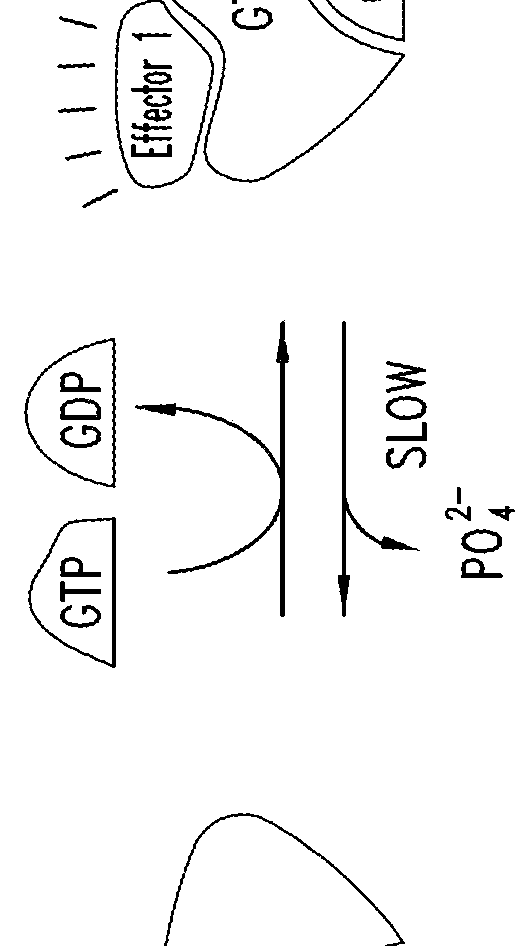 Inhibitors of kras g12c mutant proteins