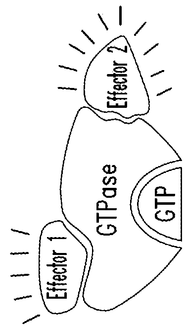 Inhibitors of kras g12c mutant proteins