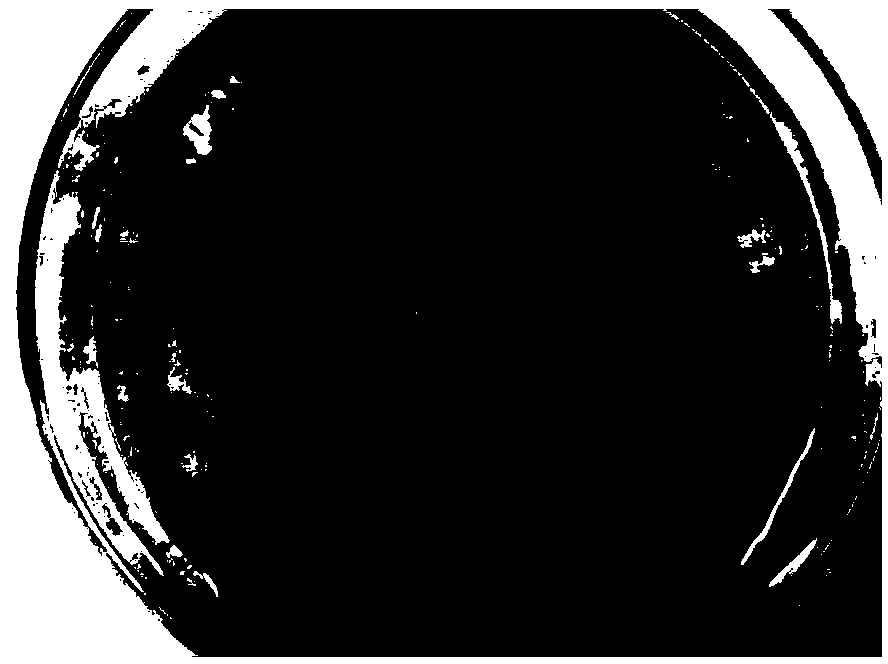 Method for rapidly culturing autotrophic nitrogen removal granule sludge under conditions of low substrate concentration and high ascending velocity