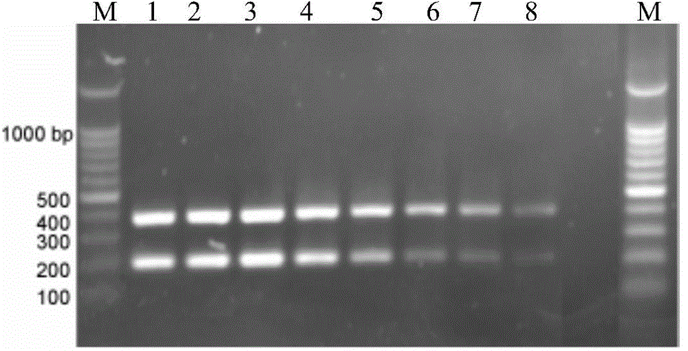 Primer composition for detecting legionella and kit using the same