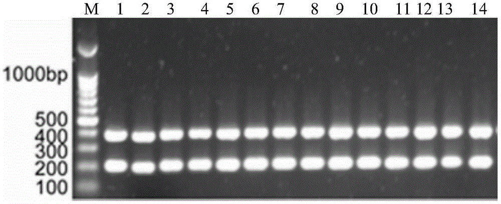 Primer composition for detecting legionella and kit using the same