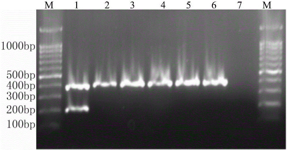 Primer composition for detecting legionella and kit using the same