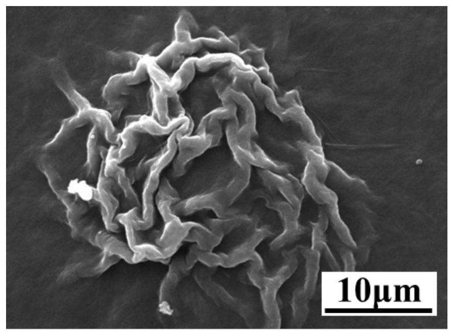 A kind of cystine cholesterol gelling factor and its preparation method