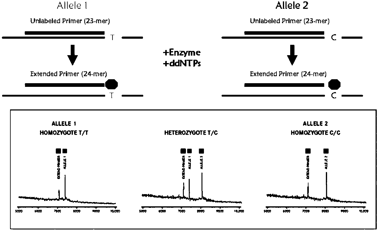 Method for discriminating individualized verapamil medication by mass spectrometry through primer composition