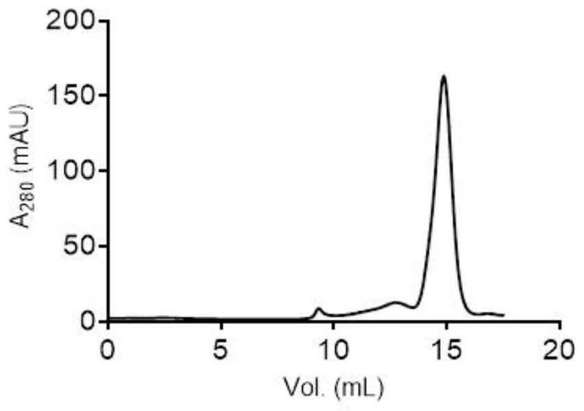 Specific antibody of novel coronavirus S protein as well as preparation method and application thereof