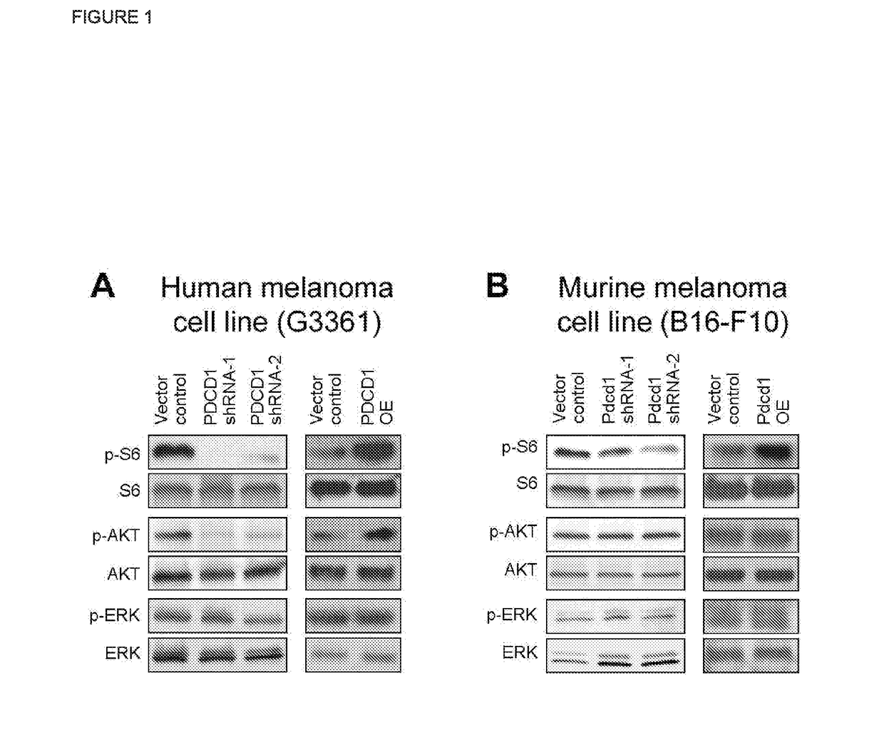 Programmed cell death (pd-1) inhibitor therapy for patients with pd-1-expressing cancers