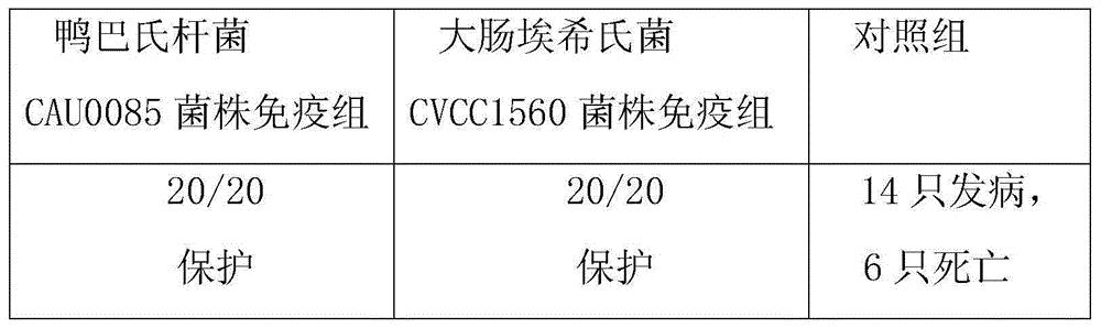 Pasteurellosis and duck colibacilosis combined propolis inactivated vaccine and preparation method thereof