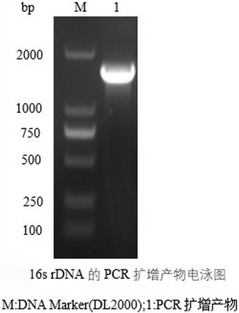 Bovine-derived bacillus cereus and application thereof