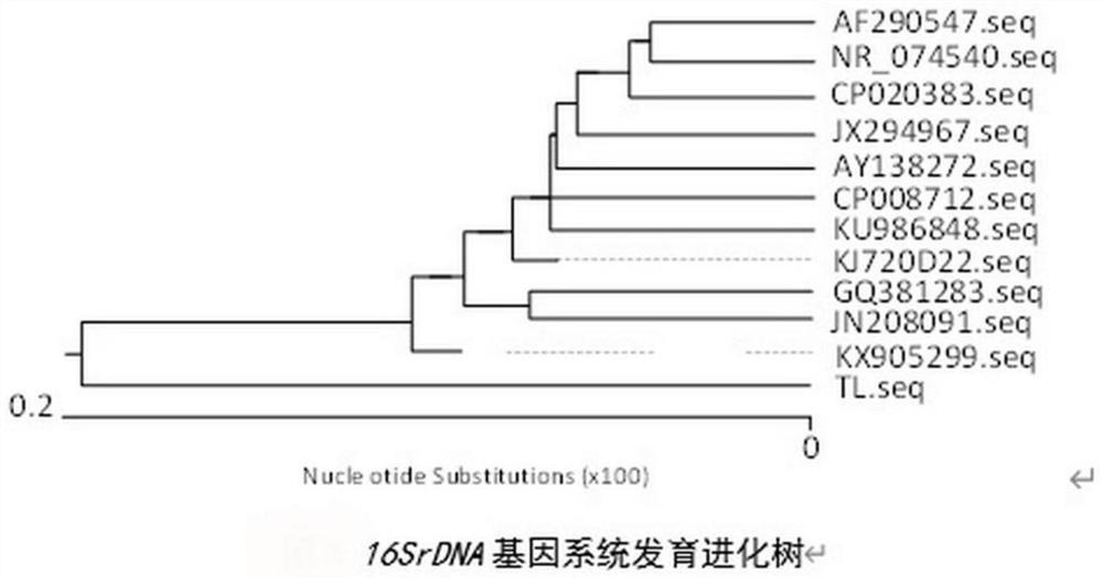 Bovine-derived bacillus cereus and application thereof