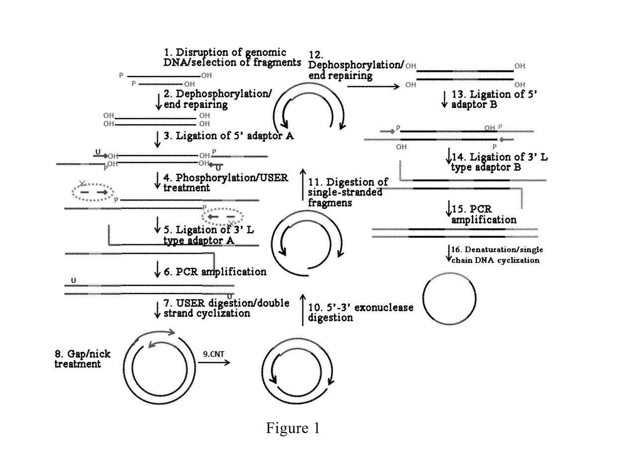 Method and reagent for constructing nucleic acid double-linker single-strand cyclical library