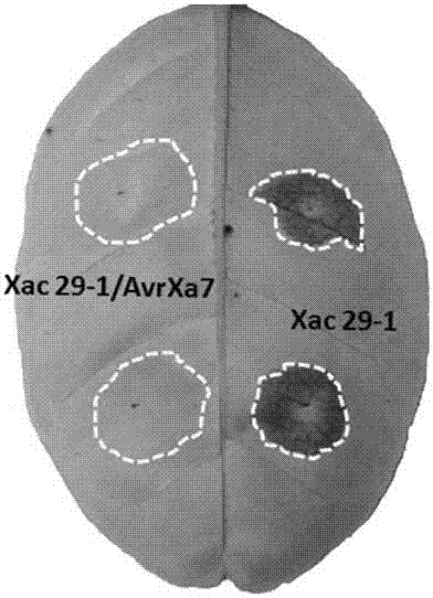 Application of TALE protein AvrXa7 in prevention and control of citrus bacterial canker disease