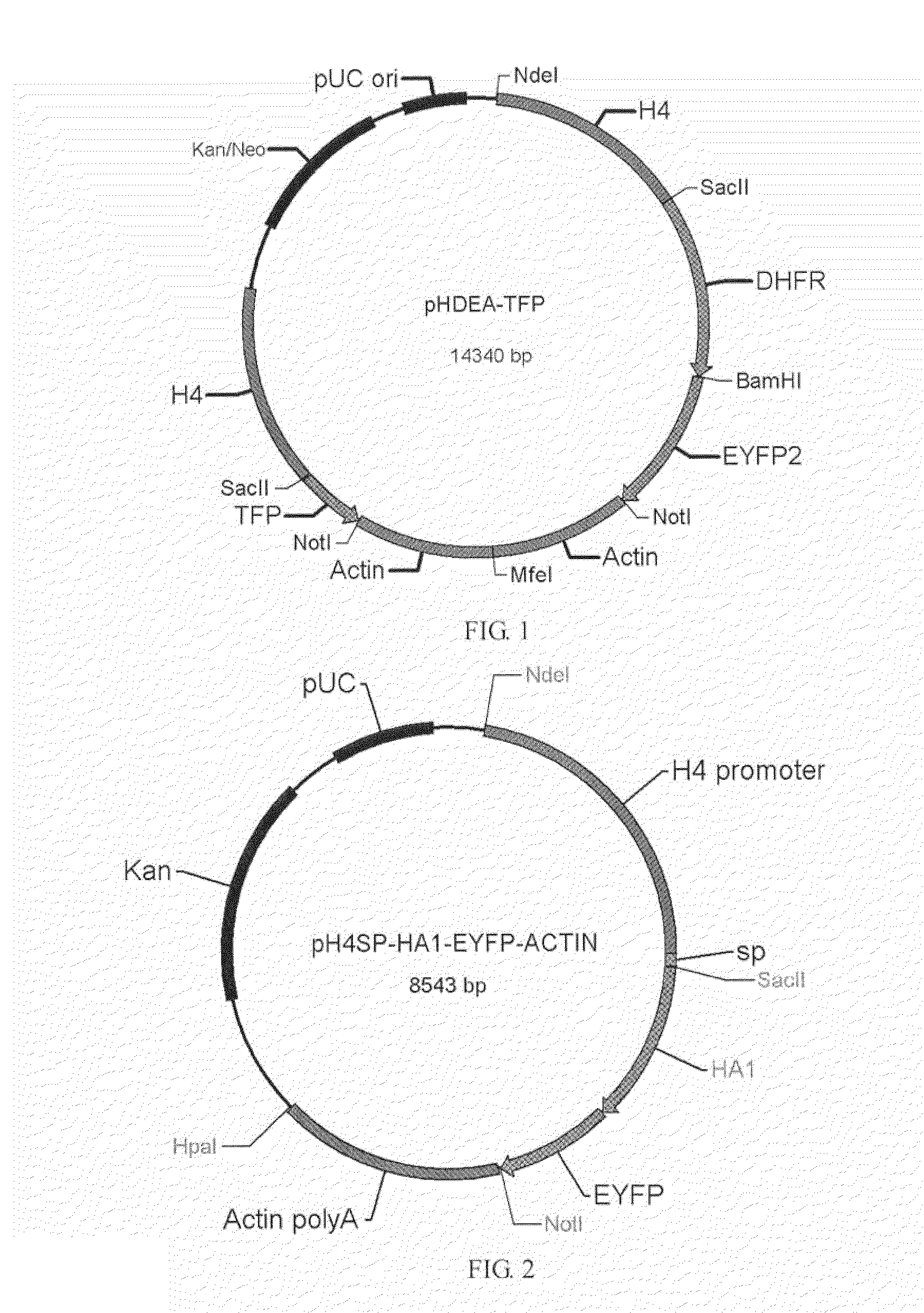 Use of coccidian