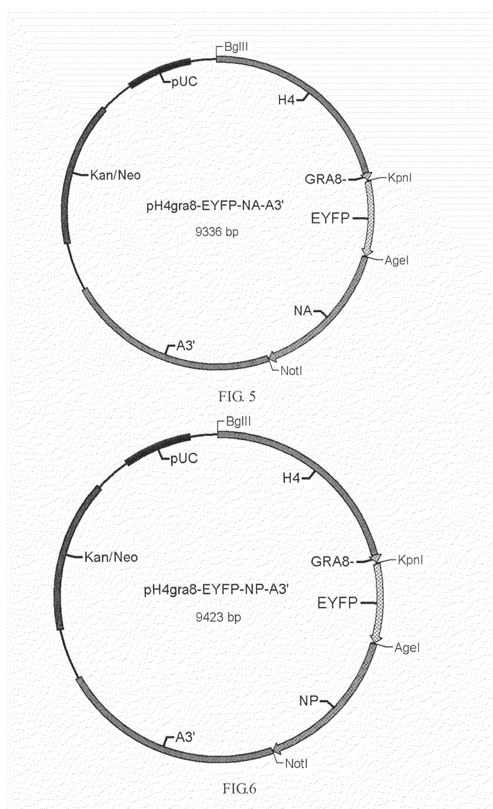 Use of coccidian