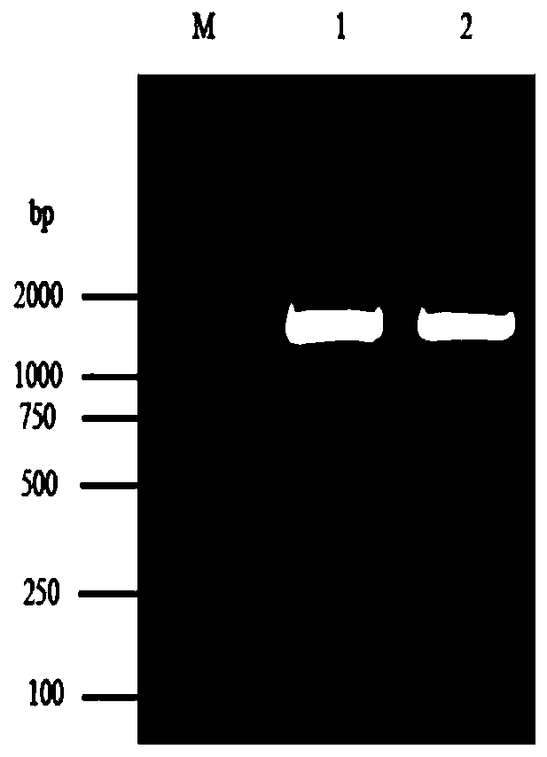 Cellulosimicrobium cellulans DGNK-JJ1 and application thereof