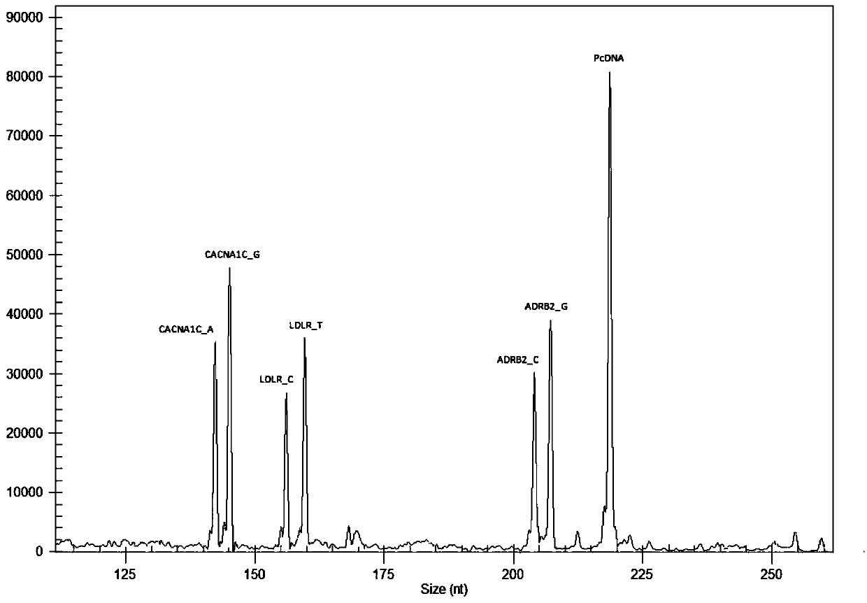 Primer combination for guiding application of beta-receptor blocker, multi-gene detection kit and using method thereof