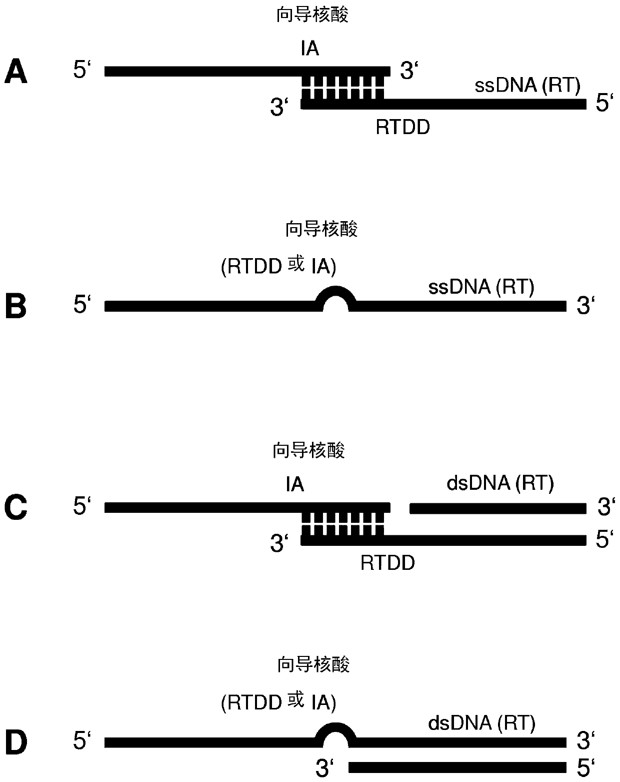 Repair template linkage to endonucleases for genome engineering