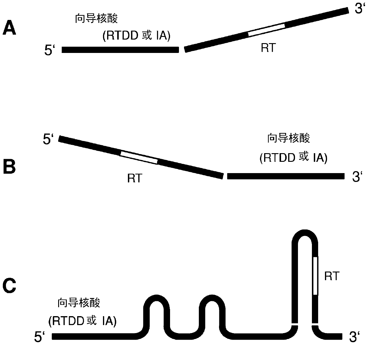 Repair template linkage to endonucleases for genome engineering